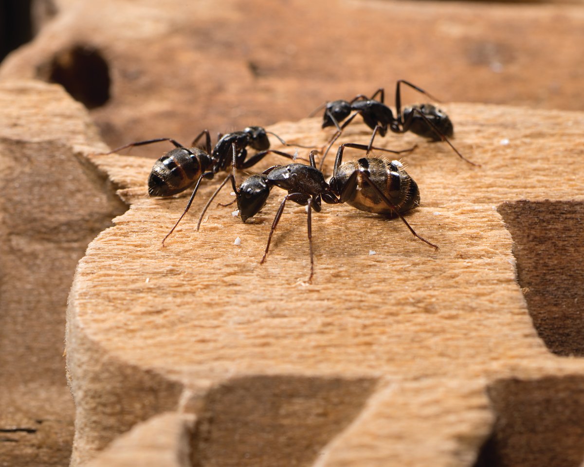 06_carpenter-ants (3)