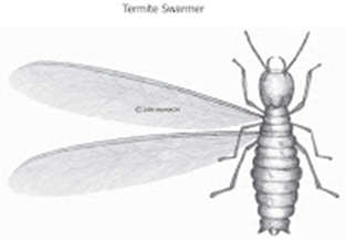 details of termite swarmer